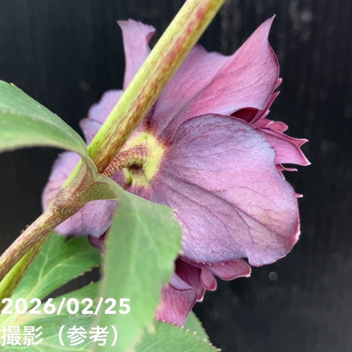 一点物】広瀬園芸 クリスマスローズ 4.5号（HR42）｜山野04-PA | 草花