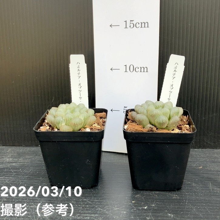 アロイフォリア斑入り2鉢セット① ユッカアロイフォリア 斑入り 2株セット 【公式通販】