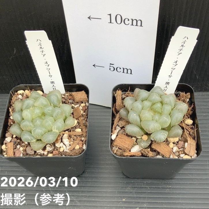 ハオルチア オブツーサ 斑入り 3号角鉢 2鉢セット｜観葉10-TU | 観葉