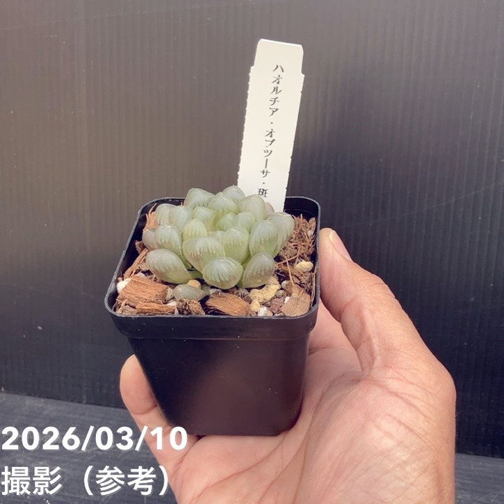 ハオルチア オブツーサ 斑入り 3号角鉢 2鉢セット｜観葉10-TU | 観葉