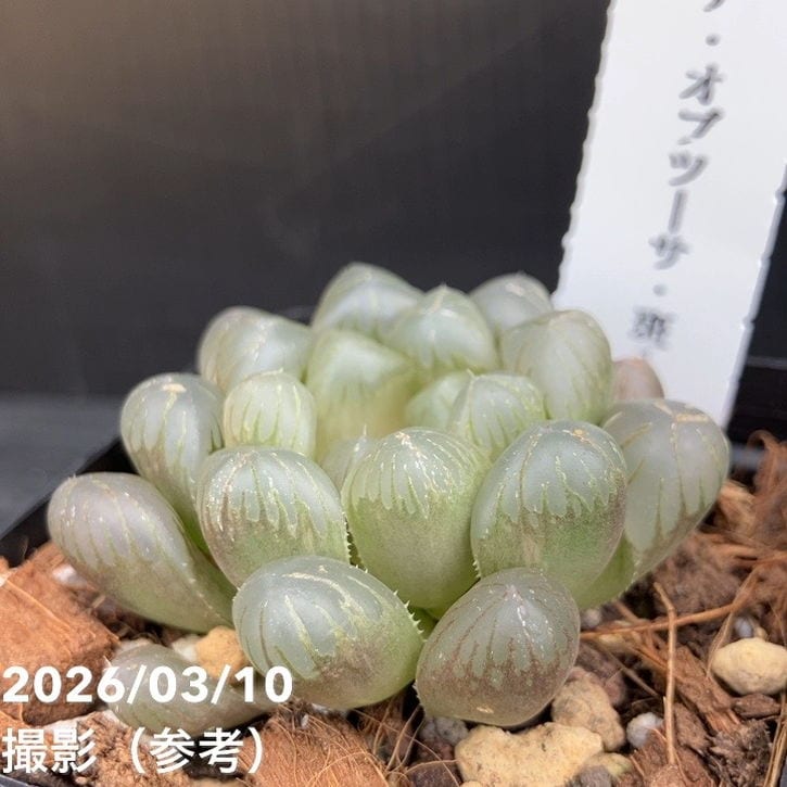 ハオルチア オブツーサ 斑入り 3号角鉢 2鉢セット｜観葉10-TU | 観葉