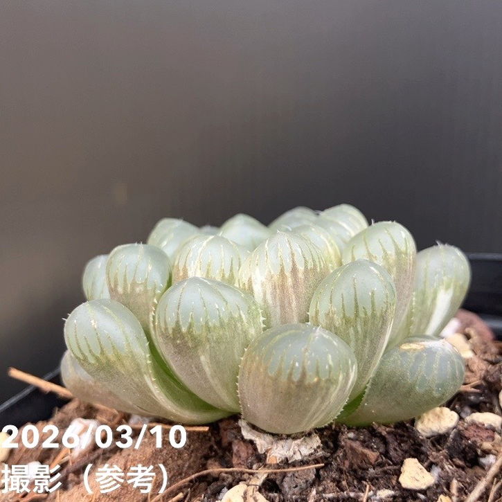 ハオルチア オブツーサ 斑入り 3号角鉢 2鉢セット｜観葉10-TU | 観葉