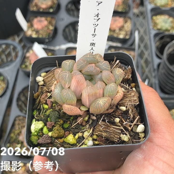 決算P5倍！10%OFF！8/2まで】ハオルチア オブツーサ 斑入り 3号角鉢 2