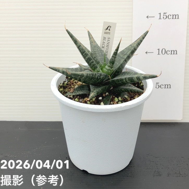 サンスベリア 4号 ブラックダイヤモンド Black diamond プラ鉢｜観葉02