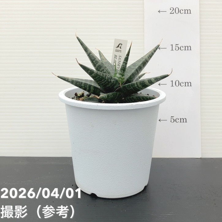 サンスベリア 4号 ブラックダイヤモンド Black diamond プラ鉢｜観葉02