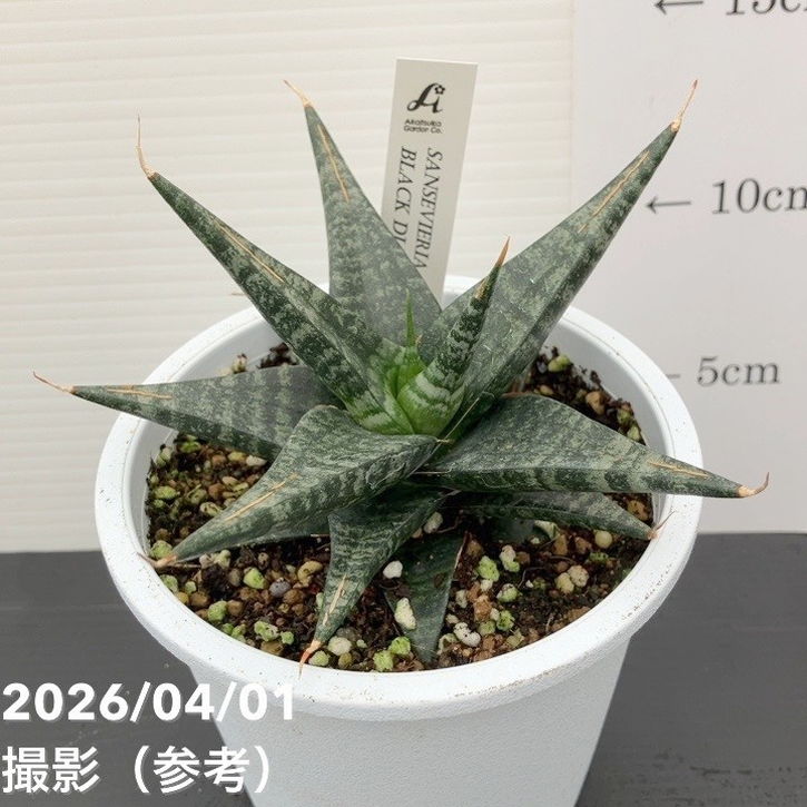 サンスベリア 4号 ブラックダイヤモンド Black diamond プラ鉢｜観葉02