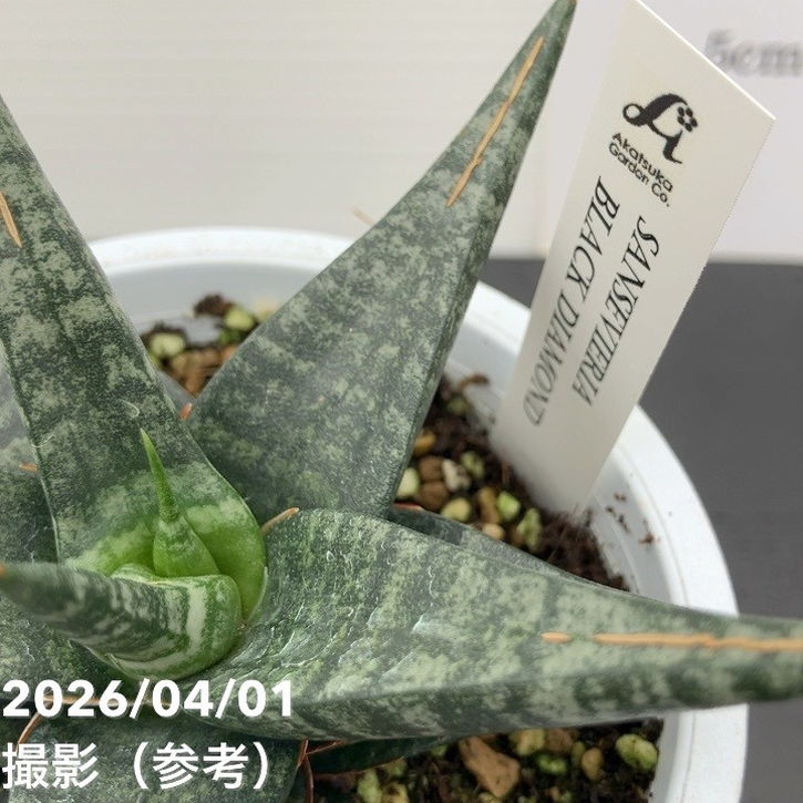 サンスベリア 4号 ブラックダイヤモンド Black diamond プラ鉢｜観葉02