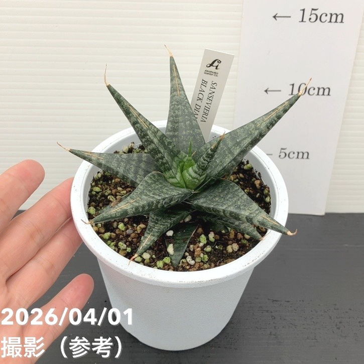 サンスベリア 4号 ブラックダイヤモンド Black diamond プラ鉢｜観葉02