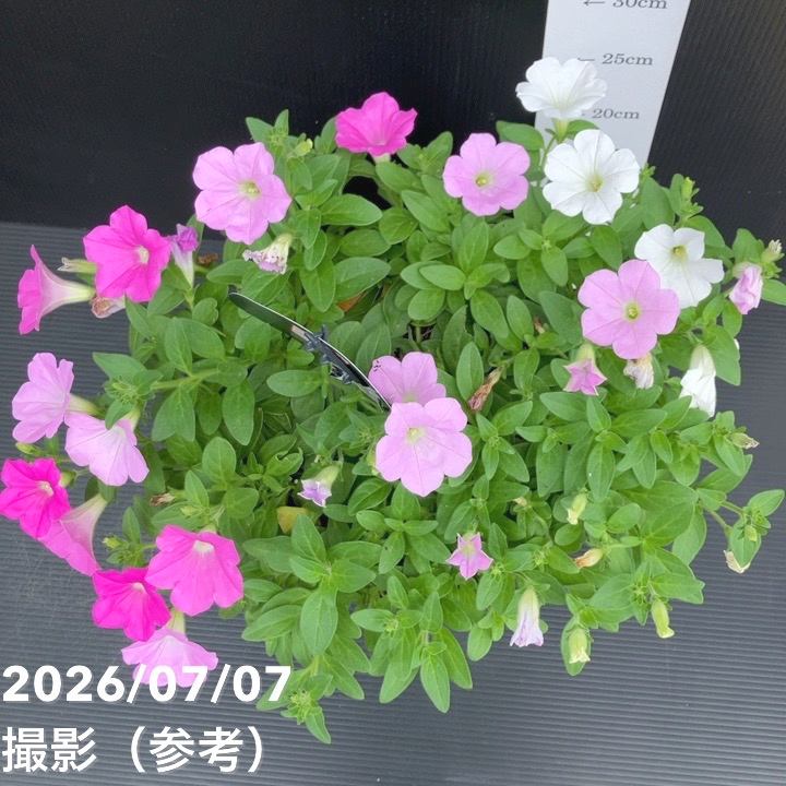 【決算P5倍!8/2まで】【お買い得!】ペチュニア さくらさくらシリーズ(3色植え)7号|草花10-TU