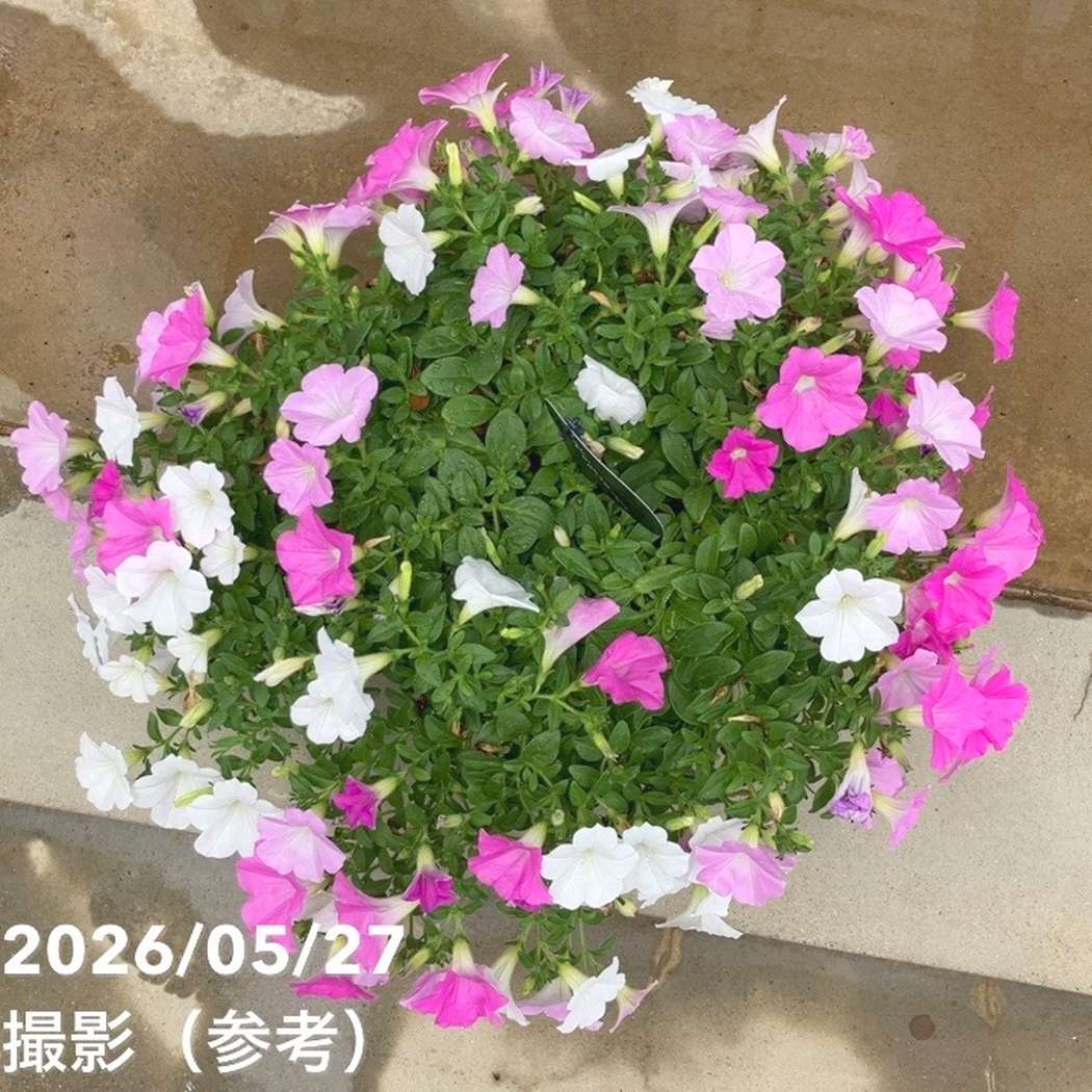【決算P5倍!8/2まで】【お買い得!】ペチュニア さくらさくらシリーズ(3色植え)7号|草花10-TU
