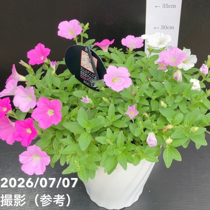 【決算P5倍!8/2まで】【お買い得!】ペチュニア さくらさくらシリーズ(3色植え)7号|草花10-TU