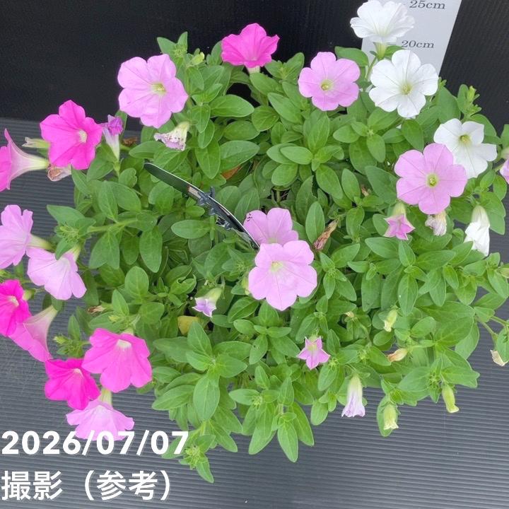 【決算P5倍!8/2まで】【お買い得!】ペチュニア さくらさくらシリーズ(3色植え)7号|草花10-TU