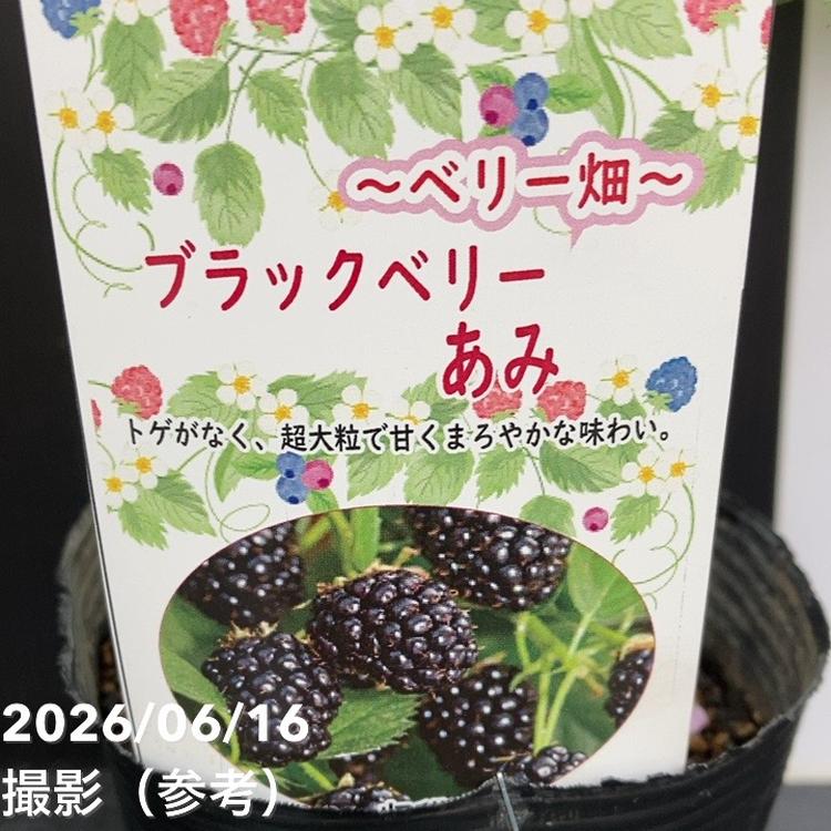 ブラックベリー あみ 4号｜果樹10-TU | 果樹,ラズベリー・ベリー類