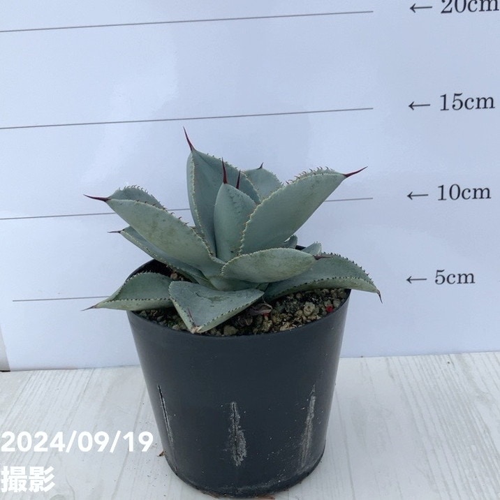 アガベ 3.5号 ピグマエア ドラゴントゥース pygmae Dragon Toes