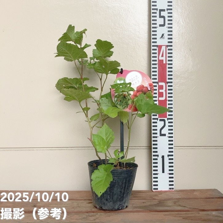 ラズベリー大苗 ファンタジーレッド 希少ラズベリー・ファンタジー(R) レッド 大苗 1苗のみの出品です。