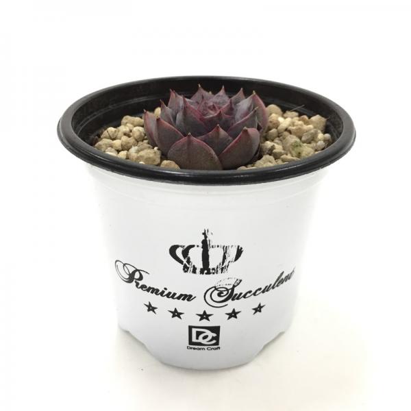 エケベリア ミリネ 10日ほどかかる場合がございます Pa 産直 エケベリア 他 多肉植物 赤塚植物園オンライン フラワーショップ 花の音