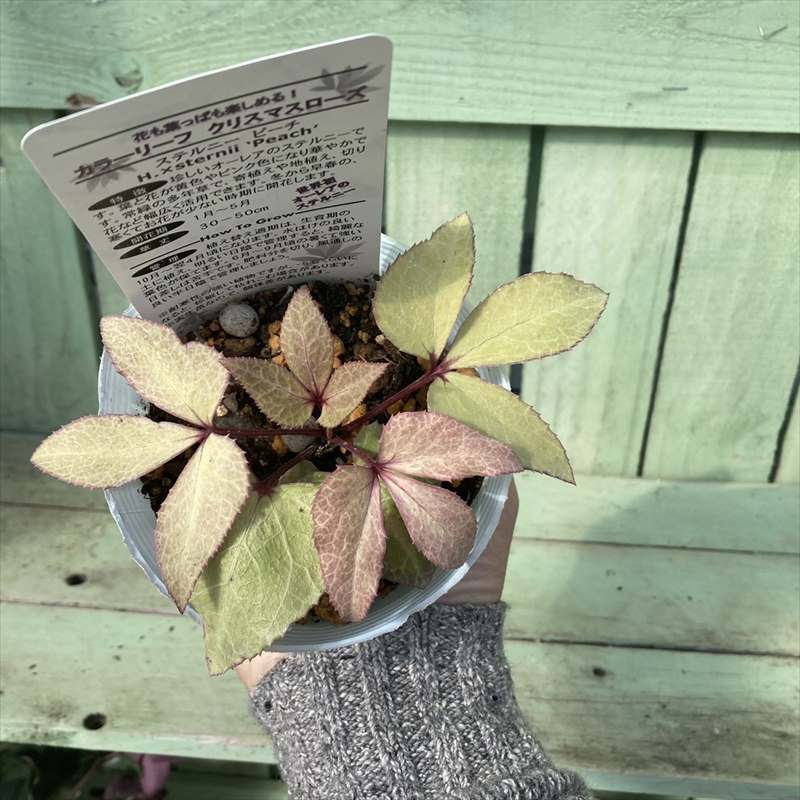 カラーリーフクリスマスローズ 3.5号 ピーチ 松村ナーセリー｜山野04