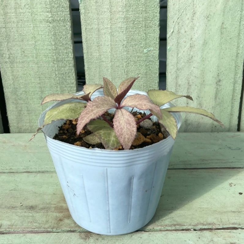 カラーリーフクリスマスローズ 3.5号 ピーチ 松村ナーセリー｜山野04