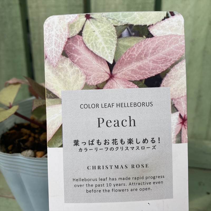 カラーリーフクリスマスローズ 3.5号 ピーチ 松村ナーセリー｜山野04