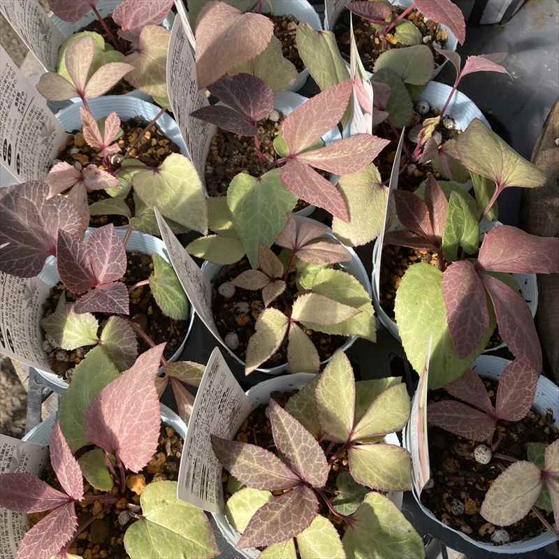 カラーリーフクリスマスローズ 3.5号 ピーチ 松村ナーセリー｜山野04