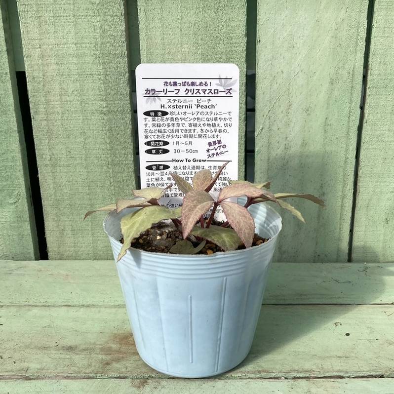 カラーリーフクリスマスローズ 3.5号 ピーチ 松村ナーセリー｜山野04