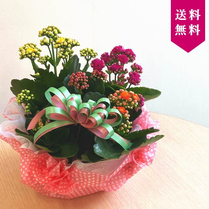 店頭で人気のフラワーギフト カランディーバ カランコエ Pa ギフト 赤塚植物園オンライン 花の音