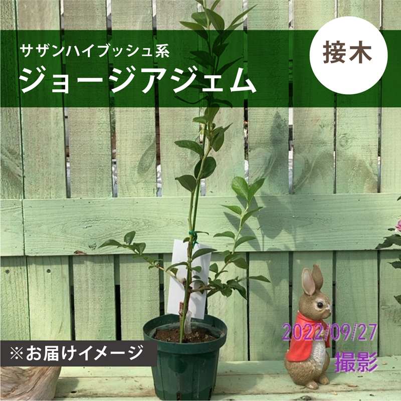 ブルーベリー サザンハイブッシュ系 ジョージアジェム（接木苗）4.5～5