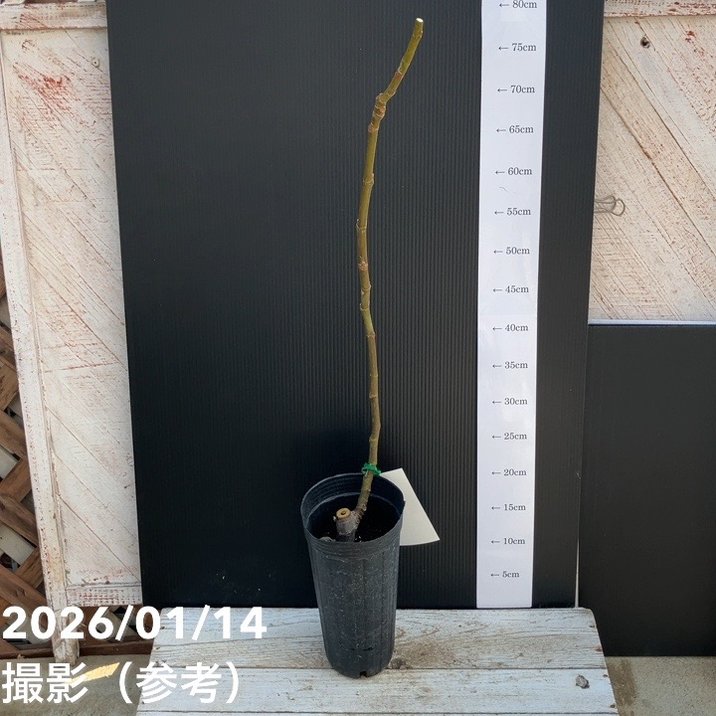 イチジク サマーレッド 4号ロングポット 1年生|果樹04-PA