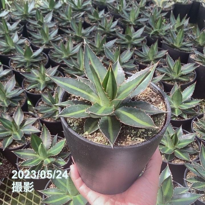 アガベ 5号 ローファンサ｜観葉01-D1 | 観葉・多肉,アガベ | 赤塚