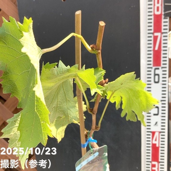 ブドウ 巨峰 4号ロングポット｜果樹04-PA | 果樹,ブドウ | 赤塚植物園