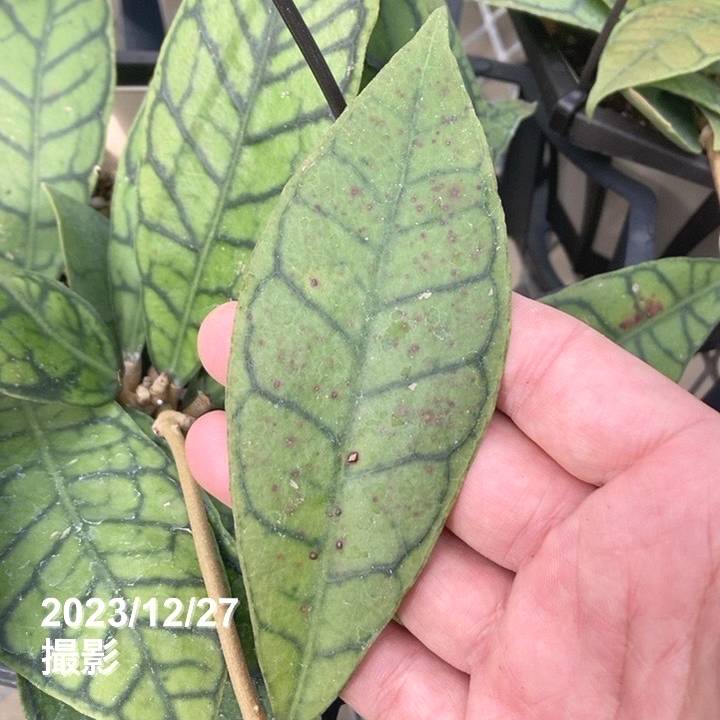 数量限定】ホヤ カリストフィラ 5号吊り鉢｜観葉10-TU | □キーワード