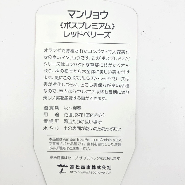 万両 マンリョウ レッドベリーズ 7号|観葉10-TU