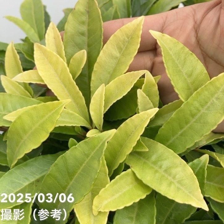 万両 マンリョウ レッドベリーズ 7号|観葉10-TU