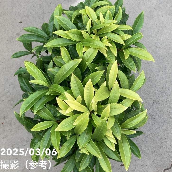 万両 マンリョウ レッドベリーズ 7号|観葉10-TU