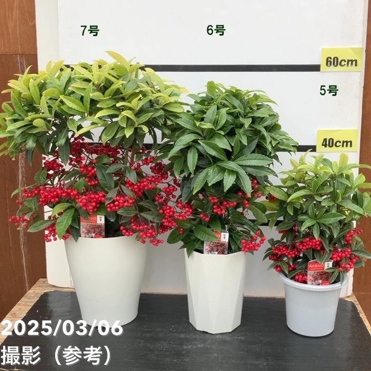 万両 マンリョウ レッドベリーズ 7号|観葉10-TU