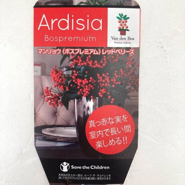 万両 マンリョウ レッドベリーズ 7号|観葉10-TU