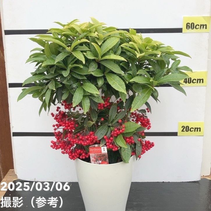 万両 マンリョウ レッドベリーズ 7号|観葉10-TU