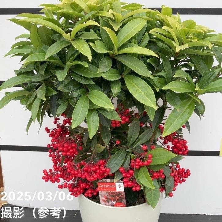 万両 マンリョウ レッドベリーズ 7号|観葉10-TU