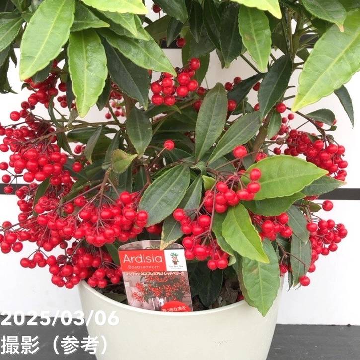 万両 マンリョウ レッドベリーズ 7号|観葉10-TU
