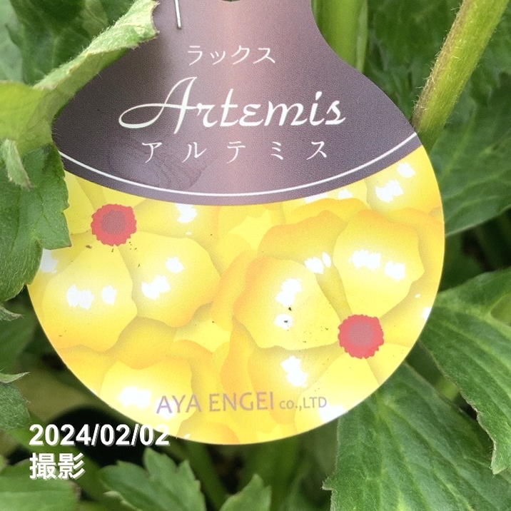 ラナンキュラス ラックスシリーズ 3.5～4号 アルテミス｜草花04-PA
