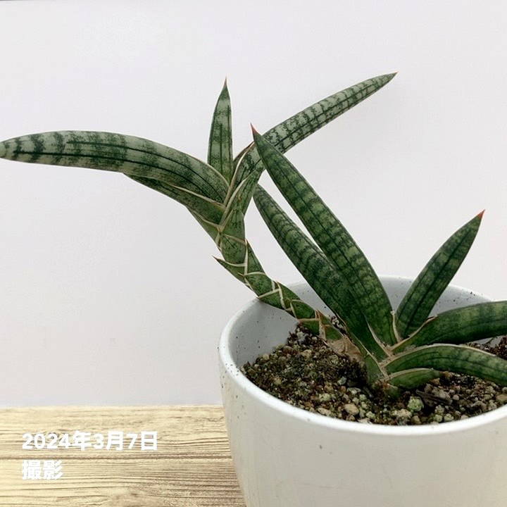 期間限定10％OFF！】サンスベリア 3.5号 ベラ クランプ付き 白陶器鉢