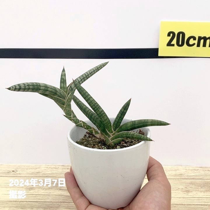 期間限定10％OFF！】サンスベリア 3.5号 ベラ クランプ付き 白陶器鉢