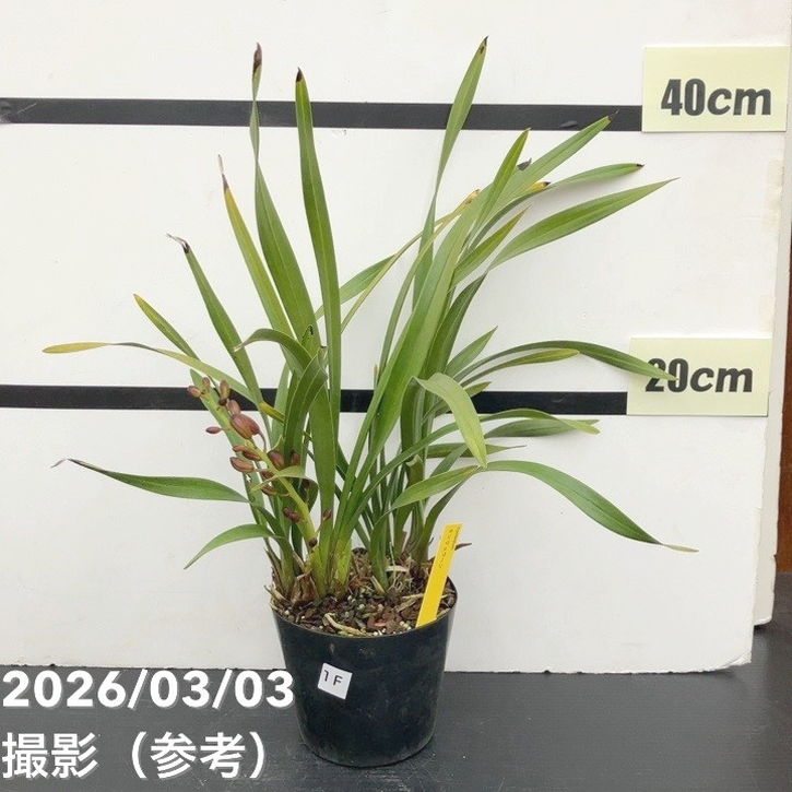 <まもなく開花 花芽1個>キンリョウヘン 4号|ミツバチ蘭|洋蘭10-TU