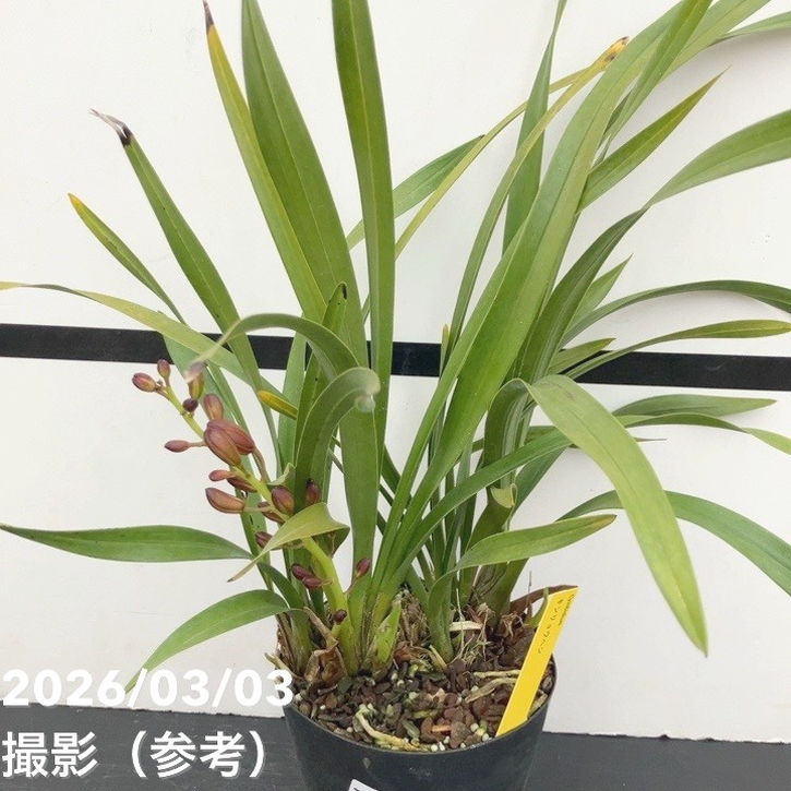 まもなく開花 花芽1個＞キンリョウヘン 4号｜ミツバチ蘭｜洋蘭10-TU