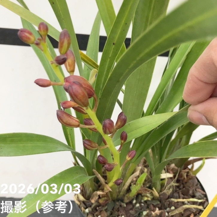 <まもなく開花 花芽1個>キンリョウヘン 4号|ミツバチ蘭|洋蘭10-TU