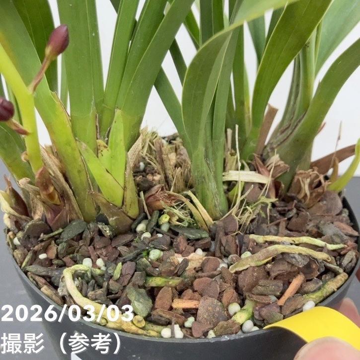 <まもなく開花 花芽1個>キンリョウヘン 4号|ミツバチ蘭|洋蘭10-TU