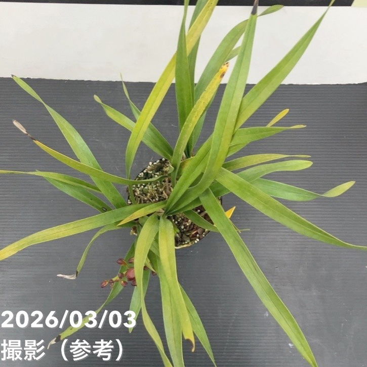 <まもなく開花 花芽1個>キンリョウヘン 4号|ミツバチ蘭|洋蘭10-TU