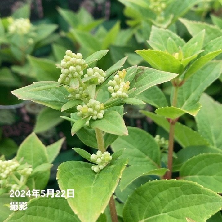 ポール・アイズビリ、【花】、希少な額装用画集より、新品額装付、状態良好 額装・差し箱ワークショップは、いよいよ今週の日曜日です