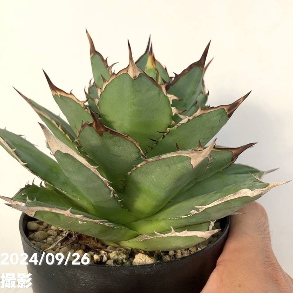 バベルの塔 現品お届け】アガベ 4号 チタノタ タワーオブバベル Agave