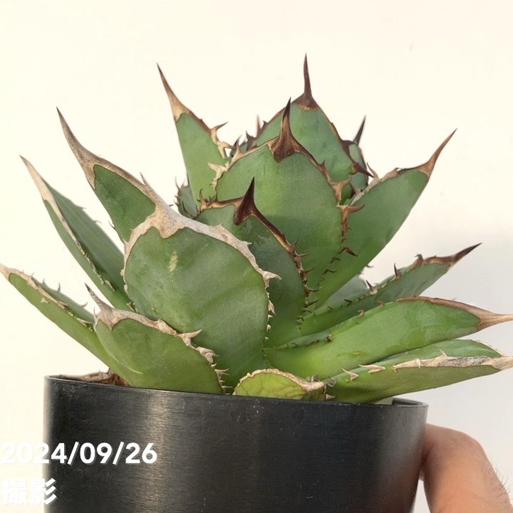 アガベ　チタノタ　暁？ アガベ チタノタ 悪魔（スーパーチタノタ）OS14 – linkplants